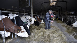 En Pologne, les fermes s'agrandissent et la productivité des vaches laitières progresse. (ferme laitière à Wyszki en Pologne). En Pologne, les fermes s'agrandissent et la productivité des vaches laitières progresse. (ferme laitière à Wyszki en Pologne).