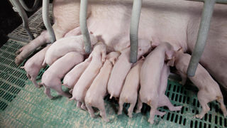 En 2024, les abattages français de porcins ont reculé de 1,5 % sur un an en nombre de têtes, compensés par un alourdissement des carcasses. En 2024, les abattages français de porcins ont reculé de 1,5 % sur un an en nombre de têtes, compensés par un alourdissement des carcasses.