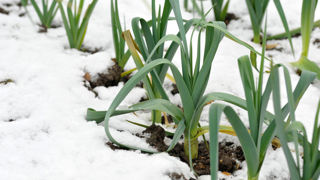 La neige offre une protection thermique contre le gel des légumes et plantes aromatiques. La neige offre une protection thermique contre le gel des légumes et plantes aromatiques.