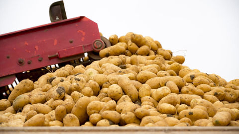 En 2024, la récole française de pommes de terre de conservation serait la plus importante depuis trente ans.