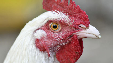 Les autorités japonaises ont annoncé l'abattage d'environ 50 000 poulets, après la détection du virus de la grippe aviaire dans une ferme  au nord de l’archipel.