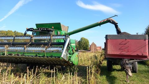 Il y a deux ans, il avait sorti 35 quintaux. Cette année, l’humidité a ruiné son implantation. Il y a deux ans, il avait sorti 35 quintaux. Cette année, l’humidité a ruiné son implantation.