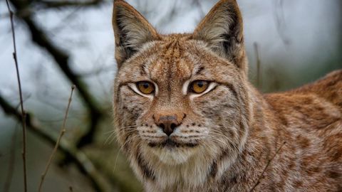 Renforcer la lutte contre les destructions illégales est une recommandation prioritaire formulée par le préfet de Bourgogne-Franche Comté pour protéger le lynx.