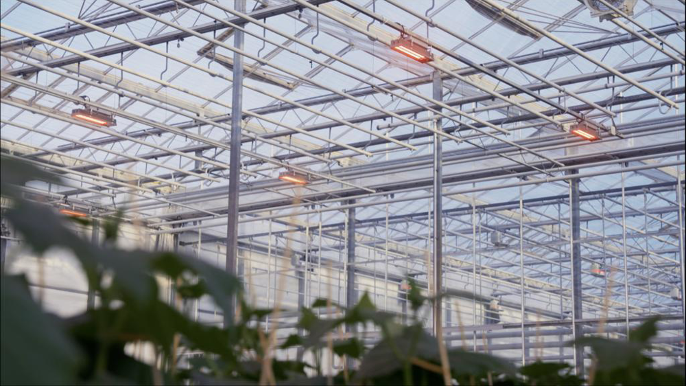 Smart Dimming réalloue progressivement l’énergie vers les couleurs LED les plus efficaces, telles que le rouge, qui favorisent la photosynthèse et équilibrent la croissance.
