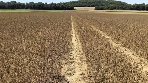La parution du rapport USDA a contribué à faire monter le cours de l'huile de soja.