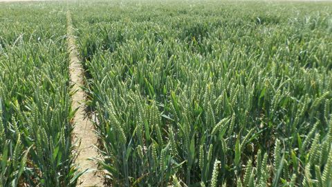 Geopolis, la nouvelle variété de blé tendre d'hiver signée Agri Obtentions, se caractérise par « un rendement très élevé, un excellent taux de protéines et une multi-résistance ».