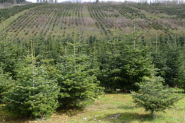 Si les travaux notamment les travaux de plantations, comme des sapins de Noël, n’ont pas été prévus par une clause du bail, le preneur ne peut les exécuter qu’après avoir obtenu l’autorisation du bailleur. Si les travaux notamment les travaux de plantations, comme des sapins de Noël, n’ont pas été prévus par une clause du bail, le preneur ne peut les exécuter qu’après avoir obtenu l’autorisation du bailleur.