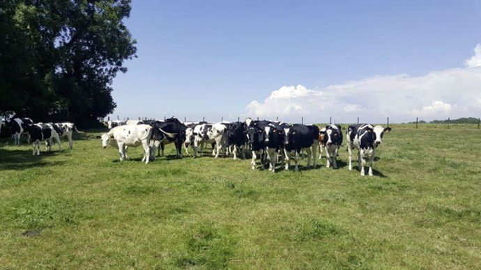 La ferme de Bellegarde, c'est 98 UGB.