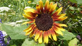 Helianthus annuus nain 'Paquito Colorado',  jaune au cœur brun, d’Econseeds.