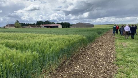 Que les résultats soient positifs ou non, ces premières années d'expérimentation sur la plateforme Syppre Berry ont permis de générer des enseignements utiles pour la transition agroécologique en sols argilo-calcaires moyens, notent les équipes du projet. Que les résultats soient positifs ou non, ces premières années d'expérimentation sur la plateforme Syppre Berry ont permis de générer des enseignements utiles pour la transition agroécologique en sols argilo-calcaires moyens, notent les équipes du projet.