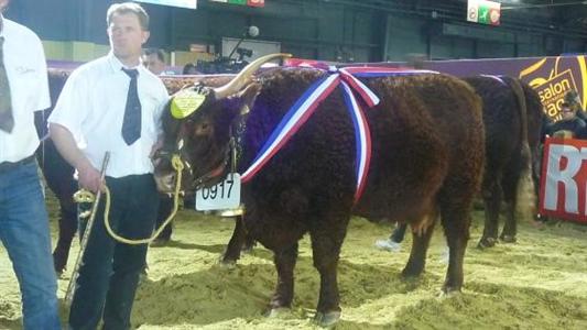 Comtesse, championne femmelle de la race salers au Sia 2013