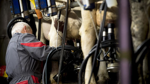 Les indicateurs sont publiés à titre indicatif et ne sont pas assortis à une obligation de prise en compte dans la construction du prix du lait. Les indicateurs sont publiés à titre indicatif et ne sont pas assortis à une obligation de prise en compte dans la construction du prix du lait.