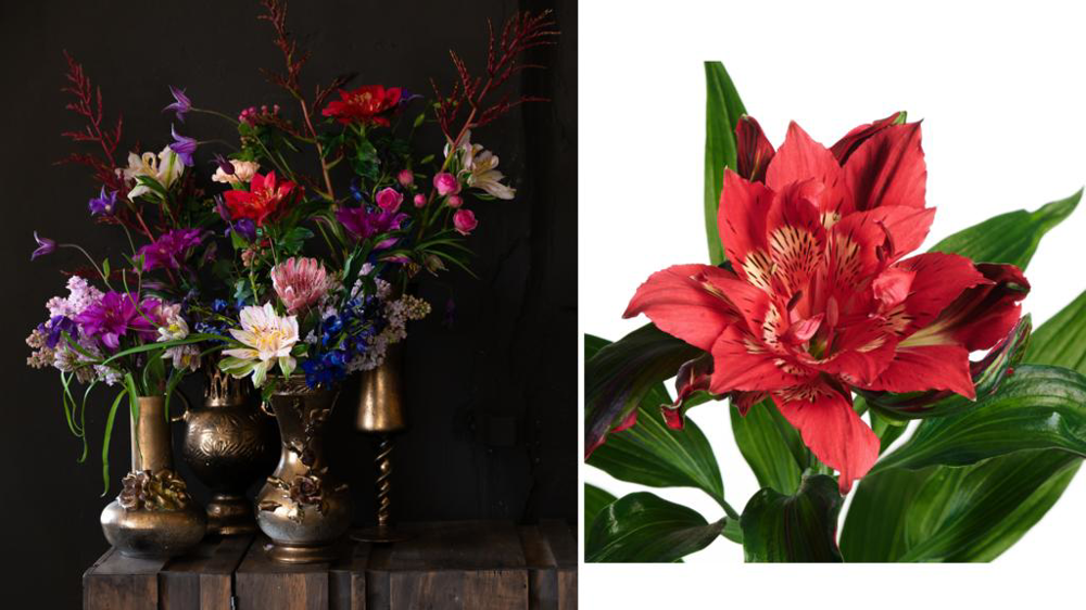 Alstroemeria Alstronova®.