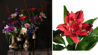 Alstroemeria Alstronova®. Alstroemeria Alstronova®.