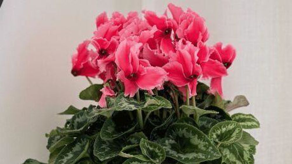 Cyclamen Halios® Curly® Litchi® Salmon. Cyclamen Halios® Curly® Litchi® Salmon.