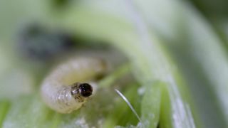 En entrée d’hiver, le niveau d’infestation est jugé assez faible en Normandie et sur l'ouest de l’Île-de-France. En entrée d’hiver, le niveau d’infestation est jugé assez faible en Normandie et sur l'ouest de l’Île-de-France.