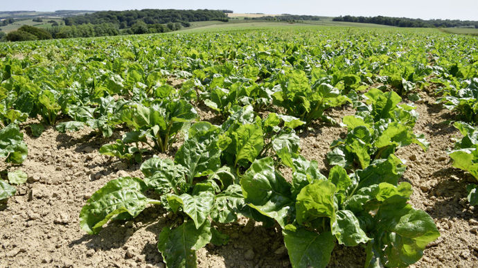 Tereos a mis en place une prime filière sur l'atelier betterave, pour les adhérents s'engageant dans une démarche bas-carbone.
