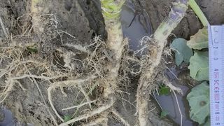 Terres Inovia a étudié l’impact de la fissuration sur la qualité de l’enracinement du colza. Terres Inovia a étudié l’impact de la fissuration sur la qualité de l’enracinement du colza.