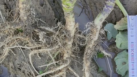 Terres Inovia a étudié l’impact de la fissuration sur la qualité de l’enracinement du colza.