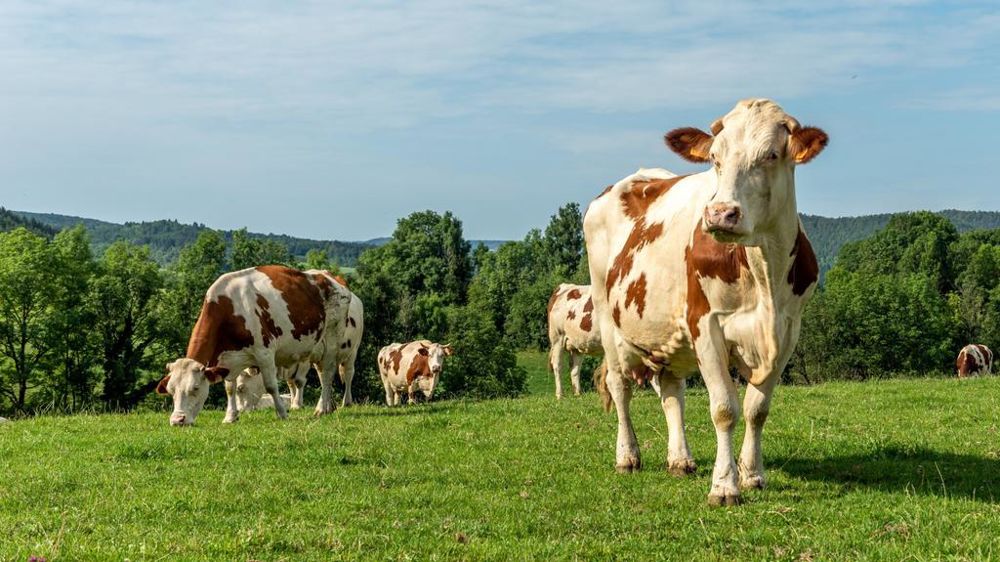 Vaches montbéliardes Vaches montbéliardes