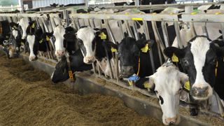 Le Land de Brandebourg a décrété avoir demandé la mise en place d’une réserve de vaccins contre la fièvre aphteuse. De quoi « être préparé à une éventuelle propagation de la maladie à d’autres régions d’Allemagne ». (Photo d'illustration) Le Land de Brandebourg a décrété avoir demandé la mise en place d’une réserve de vaccins contre la fièvre aphteuse. De quoi « être préparé à une éventuelle propagation de la maladie à d’autres régions d’Allemagne ». (Photo d'illustration)