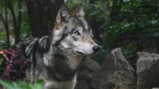 Huit présidents de conseils départementaux alpins se mobilisent pour le relèvement du taux de prélèvement des loups. Huit présidents de conseils départementaux alpins se mobilisent pour le relèvement du taux de prélèvement des loups.