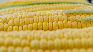 L'agriculture régénératrice est un axe fort des projets portés par la filière du maïs doux qui cherche à avancer dans la transition écologique. L'agriculture régénératrice est un axe fort des projets portés par la filière du maïs doux qui cherche à avancer dans la transition écologique.