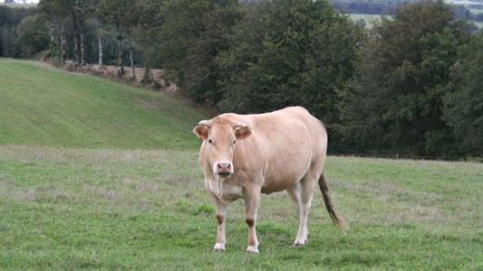 Vache limousine au pré.