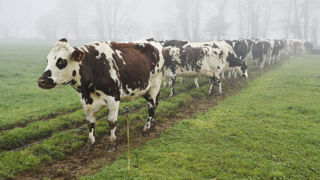 Les gains de productivité en élevage laitier ne combleront plus les baisses d'effectif à long terme. Les gains de productivité en élevage laitier ne combleront plus les baisses d'effectif à long terme.