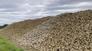 Le bioéthanol produit en France est approximativement issu de 50 % de betteraves et de 50 % de céréales (blé et maïs). Le bioéthanol produit en France est approximativement issu de 50 % de betteraves et de 50 % de céréales (blé et maïs).