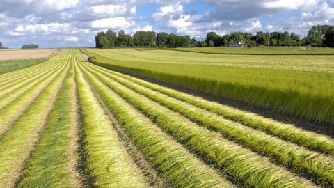 La production de lin fibre est concentrée au nord-ouest de l’Europe, sur la bordure maritime de Caen à Amsterdam. Le marché de la fibre naturelle connait une bonne dynamique, les surfaces ont été multipliées par 3 en 10 ans.