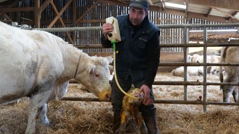 Drenchage d'un veau allaitant