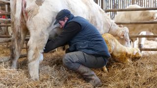 Sébastien Labrune trait ses Charolaises à chaque vêlage.