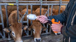 Le ministère de l'Agriculture souhaite inciter les filières d'élevage à miser sur la prévention des maladies. Le ministère de l'Agriculture souhaite inciter les filières d'élevage à miser sur la prévention des maladies.
