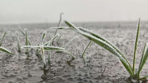 La pluie n'est pas la seule responsable des mauvais rendements en blé tendre de la récolte 2024.