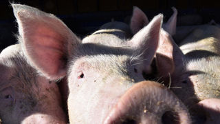 La préfecture d'Auvergne-Rhône-Alpes a suspendu l'activité d'abattage de porcs sur le site de Saint-Romain-de-Popey. La préfecture d'Auvergne-Rhône-Alpes a suspendu l'activité d'abattage de porcs sur le site de Saint-Romain-de-Popey.