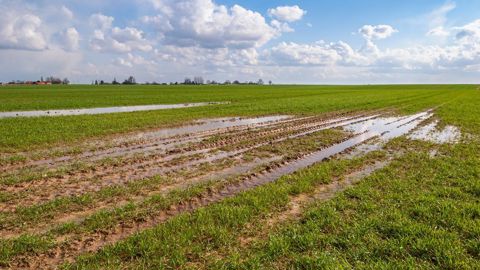 « En 2024, c’est la combinaison de problèmes de structure et d’excès d’eau qui a limité la valorisation de l’azote. » « En 2024, c’est la combinaison de problèmes de structure et d’excès d’eau qui a limité la valorisation de l’azote. »