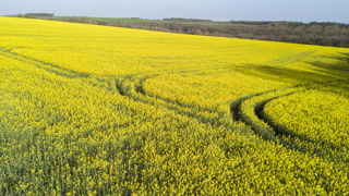 Les producteurs européens de biodiesel saluent les mesures antidumping prises par la Commission européenne sur leur secteur. Les producteurs européens de biodiesel saluent les mesures antidumping prises par la Commission européenne sur leur secteur.