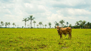 Le département du Beni compte près de 8 000 éleveurs, dont 85 % de petits producteurs. (Photo d'illustration aux alentours de la ville de Riberalta) Le département du Beni compte près de 8 000 éleveurs, dont 85 % de petits producteurs. (Photo d'illustration aux alentours de la ville de Riberalta)