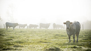 Lors de son congrès, la Fédération nationale bovine a plaidé pour un partage plus équitable des responsabilités entre les maillons de la filière bovine allaitante. Lors de son congrès, la Fédération nationale bovine a plaidé pour un partage plus équitable des responsabilités entre les maillons de la filière bovine allaitante.