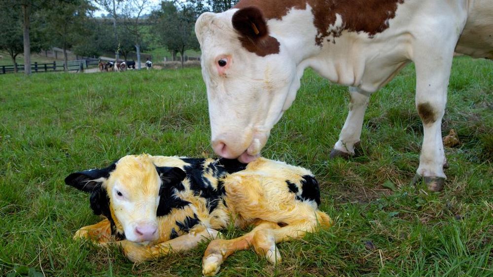Vêlage de vache Montbéliarde avec un veau croisé Holstein