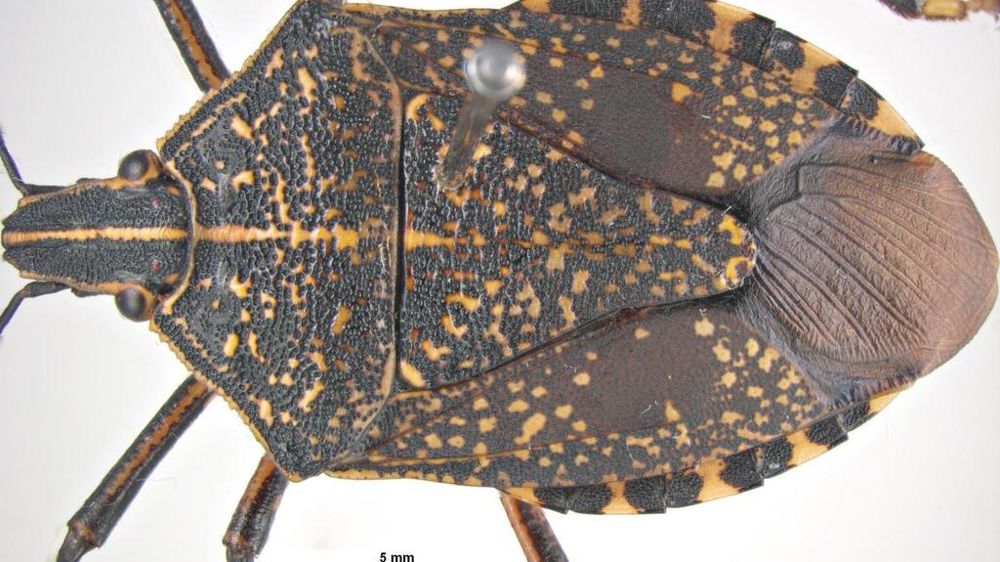 Erthesina fullo est une punaise phytophage originaire d’Asie