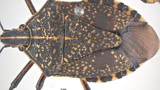 Erthesina fullo est une punaise phytophage originaire d’Asie Erthesina fullo est une punaise phytophage originaire d’Asie