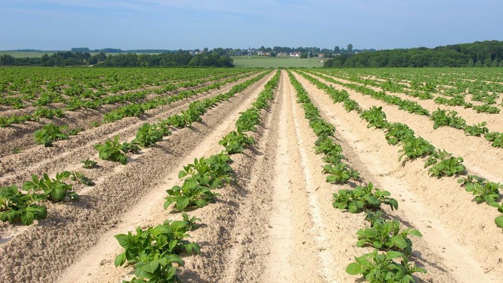 Champ de pomme de terre