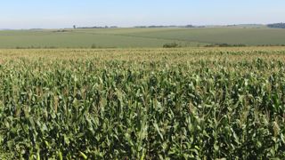 Le maïs est considéré comme « le plus sensible » actuellement sur le marché des grains du fait du « resserrement de l’offre mondiale » et de « risques météorologiques dans les principales régions productrices du monde », explique Arlan Suderman. Le maïs est considéré comme « le plus sensible » actuellement sur le marché des grains du fait du « resserrement de l’offre mondiale » et de « risques météorologiques dans les principales régions productrices du monde », explique Arlan Suderman.
