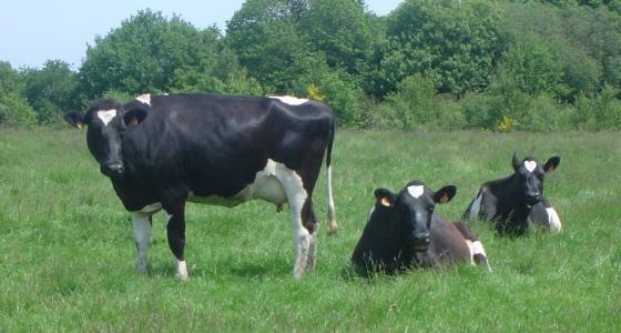Vaches laitières prim'holsteins.
