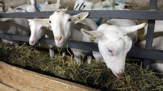 L'Anicap rappelle « qu’en 2024, la collecte de lait de chèvre a baissé pour la deuxième année consécutive ». L'Anicap rappelle « qu’en 2024, la collecte de lait de chèvre a baissé pour la deuxième année consécutive ».