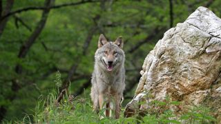 Les récits des méfaits du loup alimentent de nombreuses conversations au Salon de l'agriculture. Les récits des méfaits du loup alimentent de nombreuses conversations au Salon de l'agriculture.