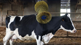 Trois ans après son lancement, 73 % des fermes laitières ont passé le diagnostic de bien-être animal Boviwell et 81% des troupeaux laitiers affichent un résultat « excellent » ou « supérieur ». Trois ans après son lancement, 73 % des fermes laitières ont passé le diagnostic de bien-être animal Boviwell et 81% des troupeaux laitiers affichent un résultat « excellent » ou « supérieur ».