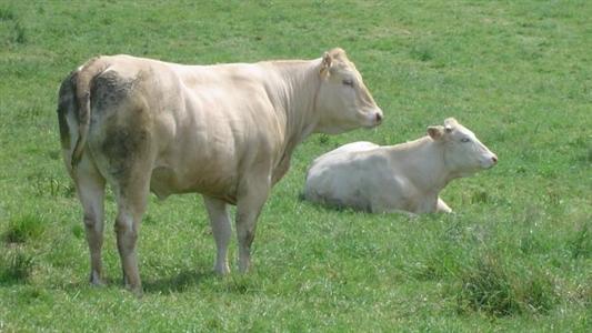 Vaches allaitantes en pâture.